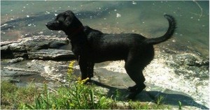 My dog, Benjie, poised to round up a bunch of sticks as soon as I throw them into the water.