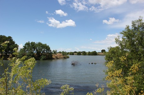 Cosumnes Preserve